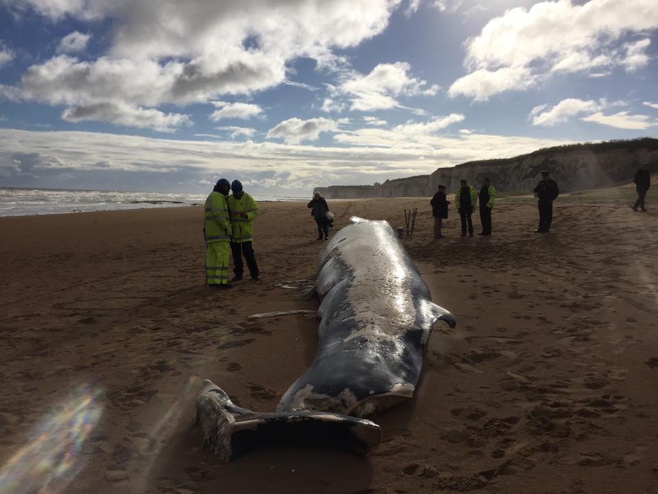 12083762_10156154122220472_1686819490_n