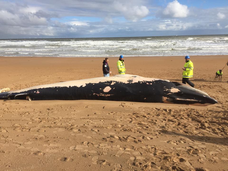 12166293_10156154122360472_568397009_n