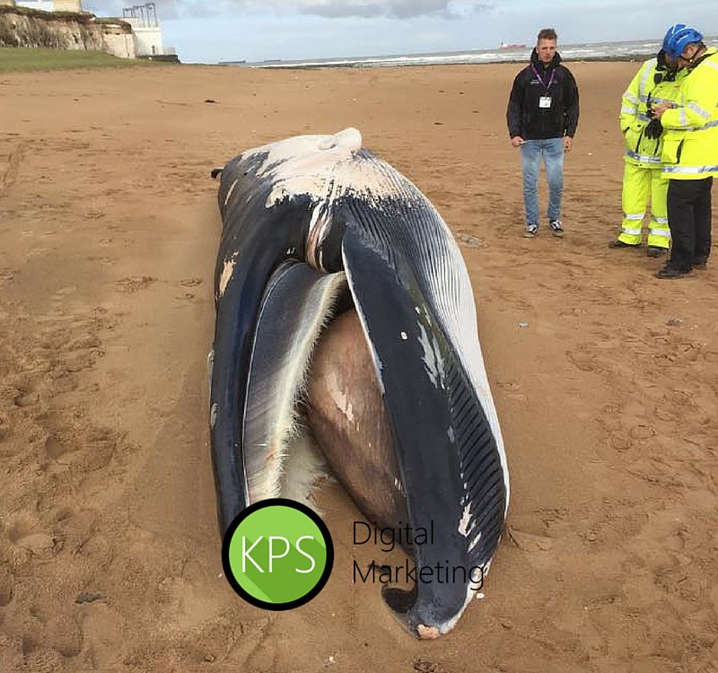 Copy of Social Media Content Strategy featured image (2)